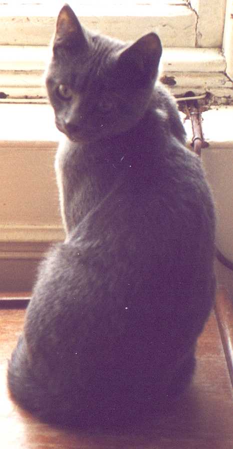 Cats2.jpg