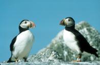 Puffins2